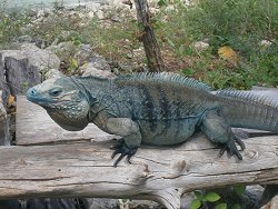 blue-iguana_182b7