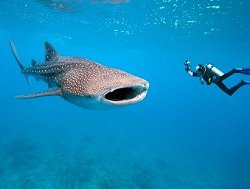 whale-shark82b7